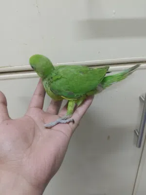 green parrot chick
