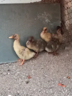 بط للبيع ...
