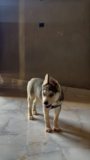 هاسكي انثى تبارك الرحمن عمرها تلاته شهور