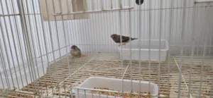 ازواج زيبرا منتجه