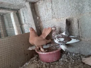 انتايه صفرة كاف كاسكو تبارك الرحمان والذكر روسى بفروخهم