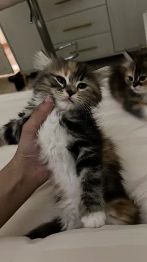 قطط شنشيلا مجاناً .