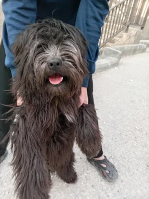 كلب للبيع 175 والسعر قابل للتفاوض