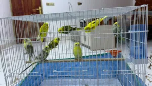 طيور حب 5 ازواج للبيع شوف الوصف