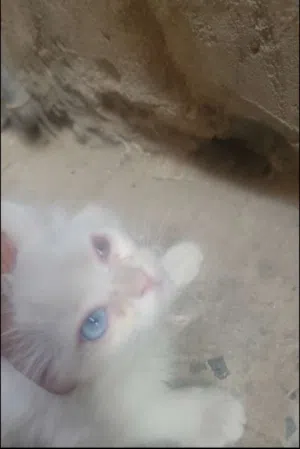 قطه هجين شيرازي وتركي