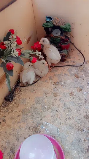 كتاكيت الله يبارك نشطات للبيع ساوم