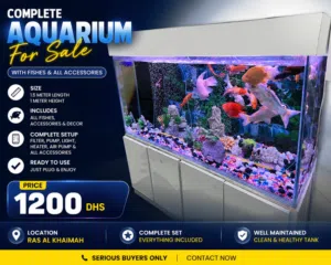 Fish aquarium