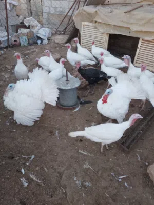 حبش و اوز للبيع