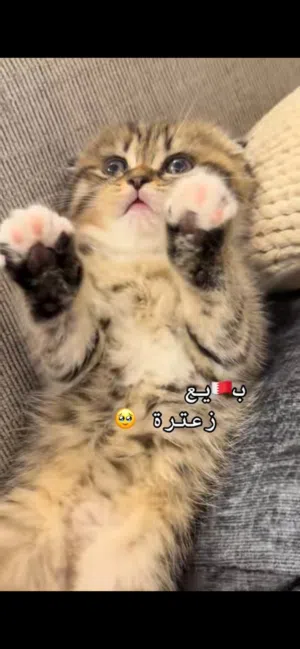 برتش انغورا