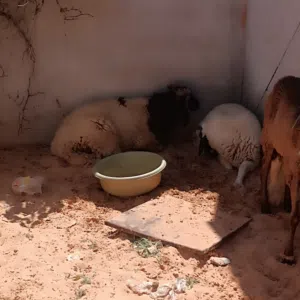ثلاثه خرفان للبيع
