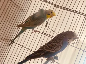 جوز مشوش لون وحجم متوفر ريش مصراته بي جنب جزيره قراره