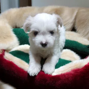 احلي واشيك بنوته هافانيز Havanese ميني 47 يوم