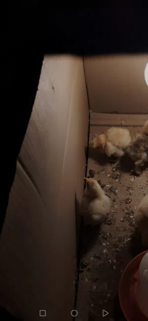 صيصان الكوتش