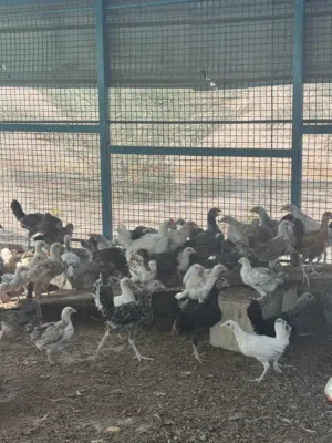 البيع دجاج تهجين عماني فرنسي