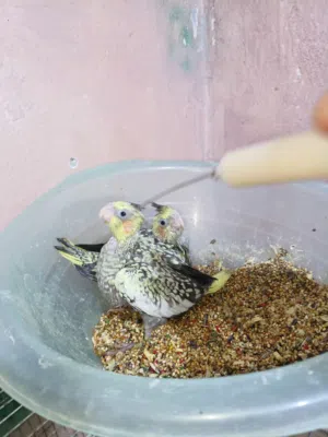 فراخ زق يدوي كوكتيل