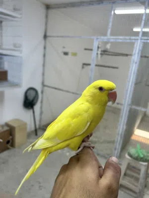 للبيع متوة لاتينو