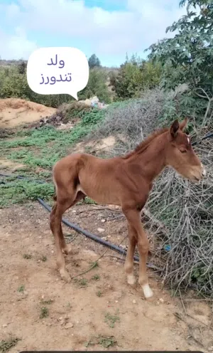 فرس انجليزية والدة فلو