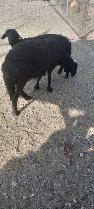 للبيع جاعده تهجين نجدي
