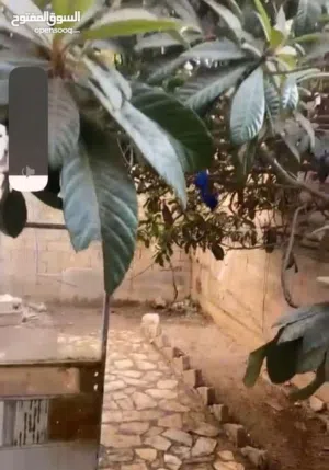 عمان -جبل النصر