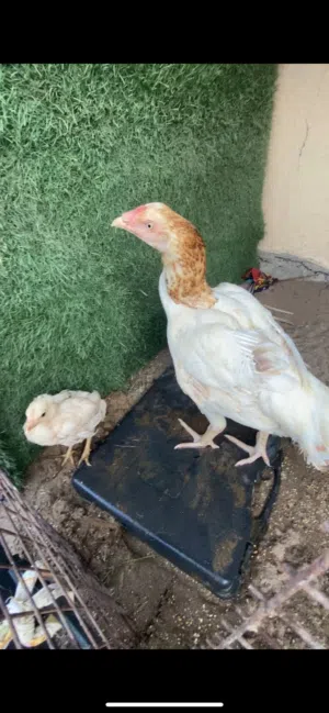 دياية سندية بيور نسل عالمي للبيع تبارك الله* اقرا الوصف* مهم جدا