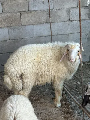 السلام عليكم ضحيه للبيع