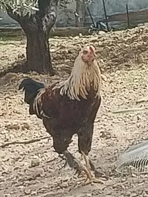 متاح بفضل الله ديك براهما بندوق باكستاني بسعر عشره