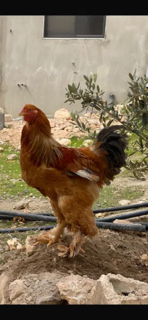 ديك براهمي جاااااااامبو و جاجة براهمي.