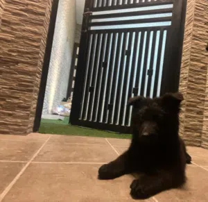 كلب جيرمن رويال بلاك