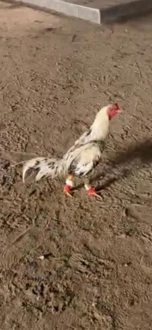 للبيع ديج تايلندي