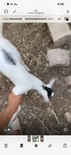 تيوس صلاله ولاد 4 شهور