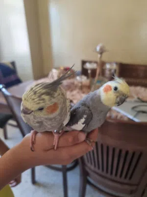 طيور كوكتيل للبيع
