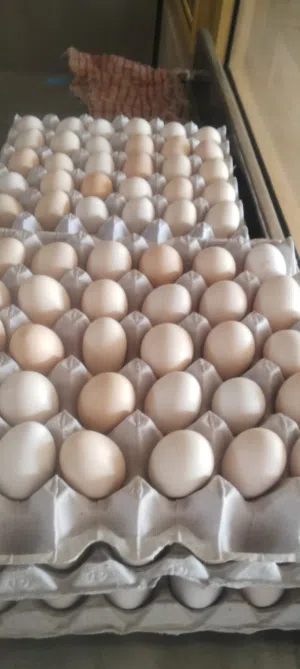 بيض عماني طازج  الكرتون