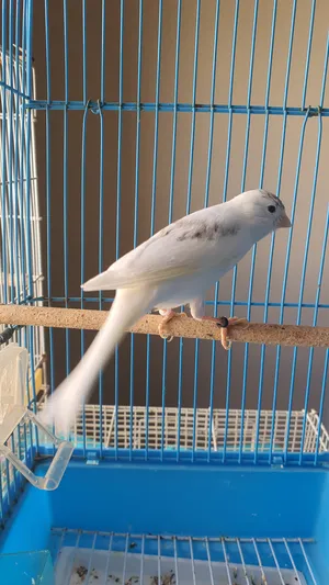 Birds4