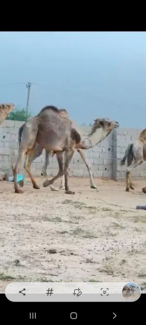 جمال للبيع أضحية للبيع
