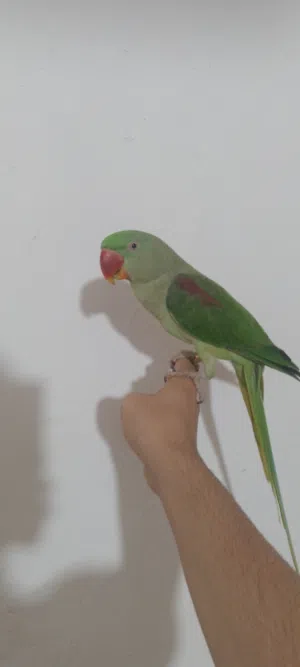 دره نيبالي اليف للبيع مع القفص