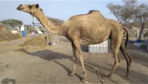 حايل للبيع