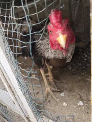 للبيع ديك باكستاني آصيل جوا فاخر، عمر 3  وحجم جامبو يملأ العين. يتميز بإنتاج قوي