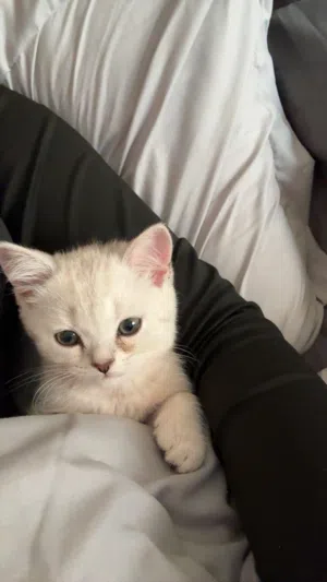 نوع القطط سكوتش فولد 2 ابيض العمر 12 شهر