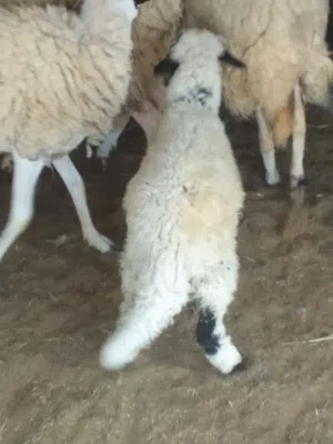 خروف للبيع عمر 5 شهور