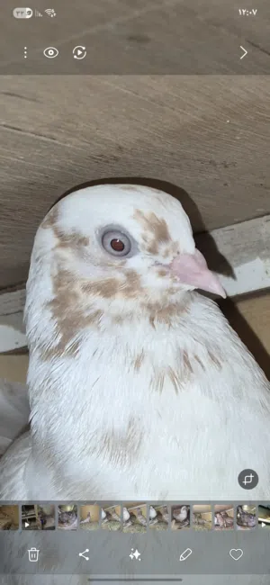 عشه حمام كاملة النوع قلاب قطايف ومحاكر  وكيس حب حمام وقفص نقل طيور جديد