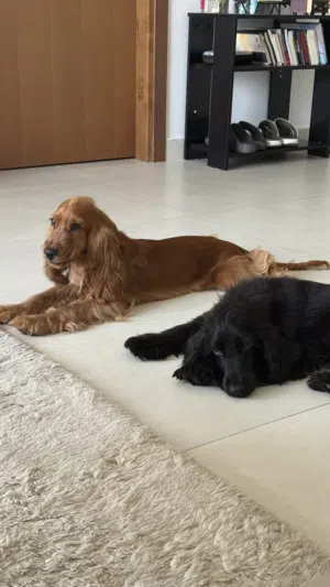 كلاب English Cocker Spaniel أصيلة