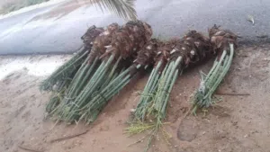 فسايل نخيل مثمر وواشنطن للبيع