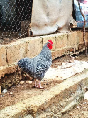 ديك بلايموث روك أمريكي