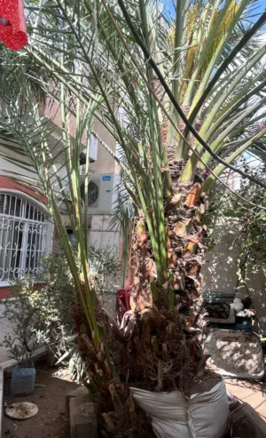 فروخ نخل برحي ماشاء الله كلهن مجذرات وكبار عمرهن اربع سنوات او اكثر تقريبا
