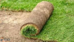 العشب الطبيعي الجوده العالية