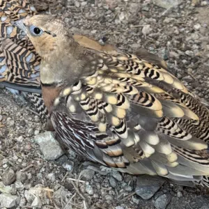 للبيع ذكر قطا عراقي او البدل مع فروخ شنا