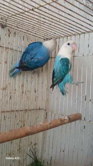 اناثي فيشر اوبلاين بلو