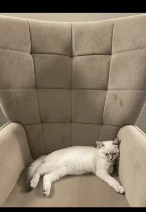 قطه همالايا شيرازي