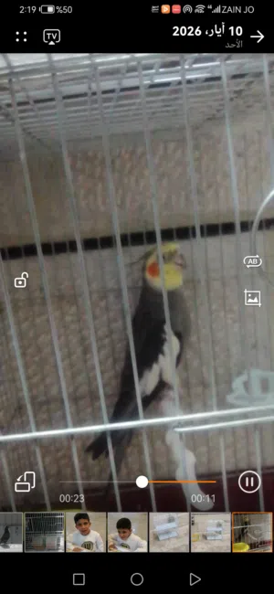 كوكتيل للبيع عمرو قريب السنه بحكي كوكو وبطلع أصوات مع قفص على شكل كوخ لون ذهبي