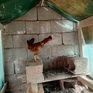 دجاجة ريد،10
